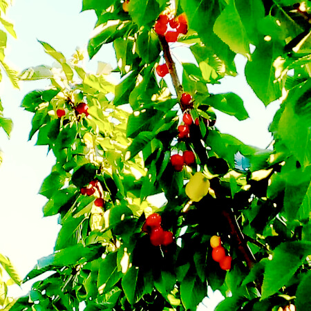Cherry Compote(1)