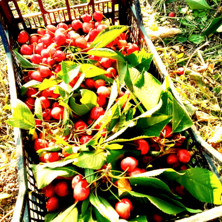 Cherry Compote(3)