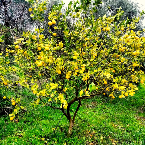 Composta di Limoni(1)