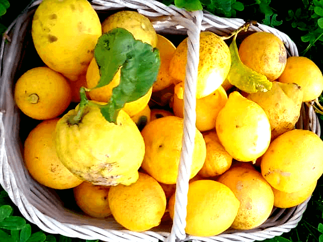 Limoni