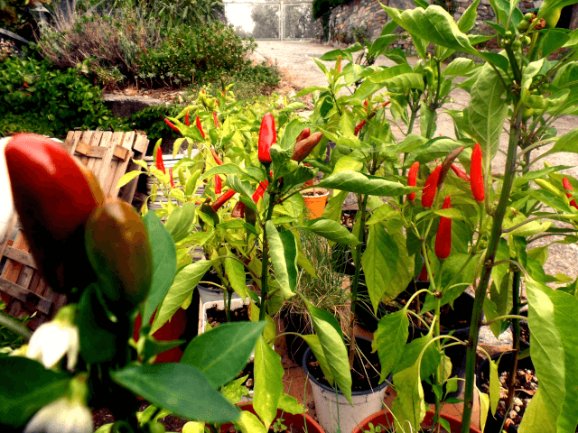 Piments