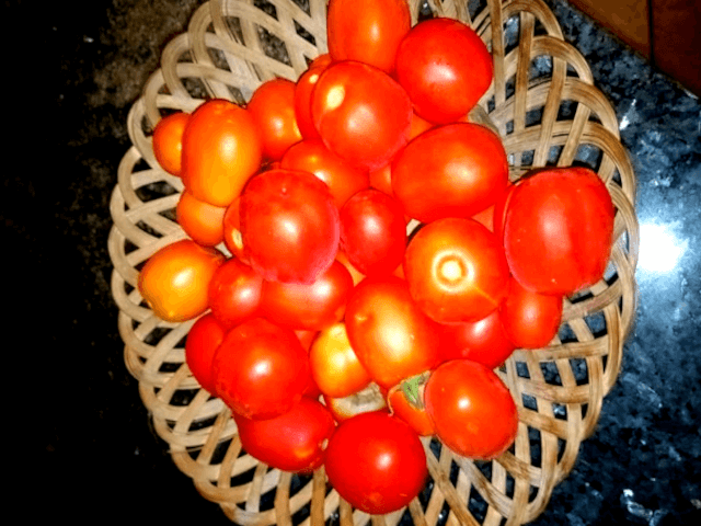 Tomates