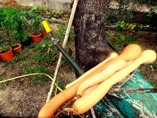 Citrouilles