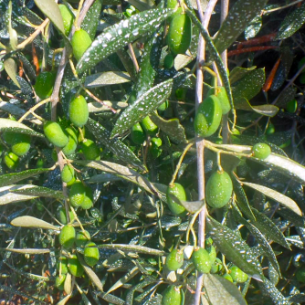 olive tree treatments