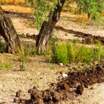 olive tree fertilization