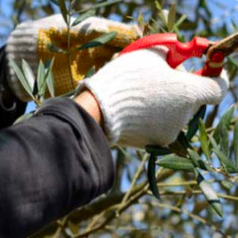 olive tree pruning