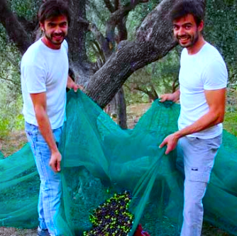olive harvesting