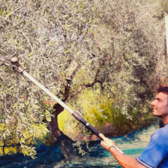 olive tree mowing