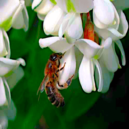 Acacia Honey (1)