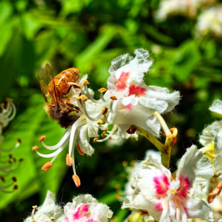 Chestnut Honey(1)