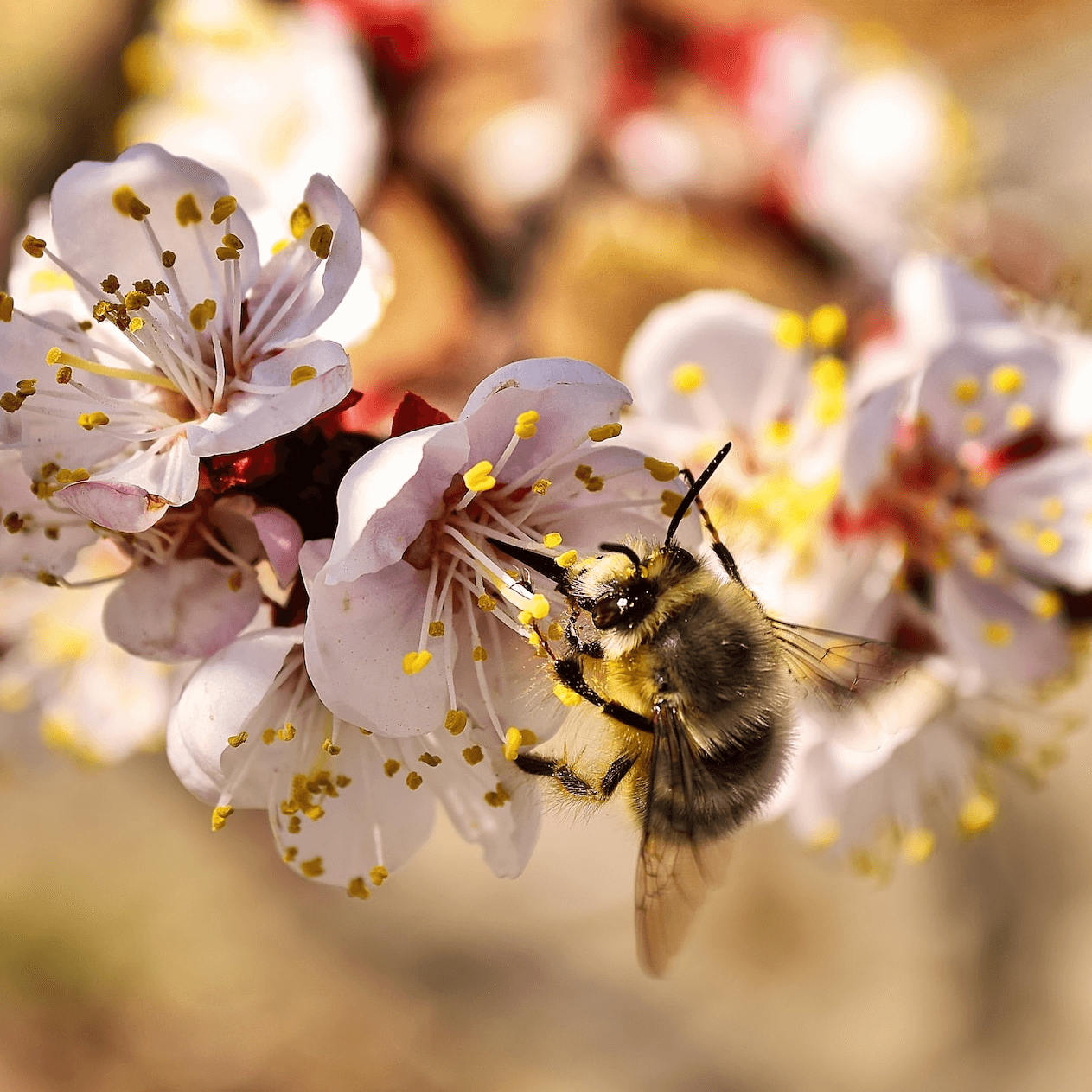 Wildflower Honey (1)