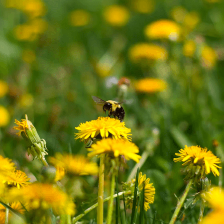 Dandelion Honey (1)