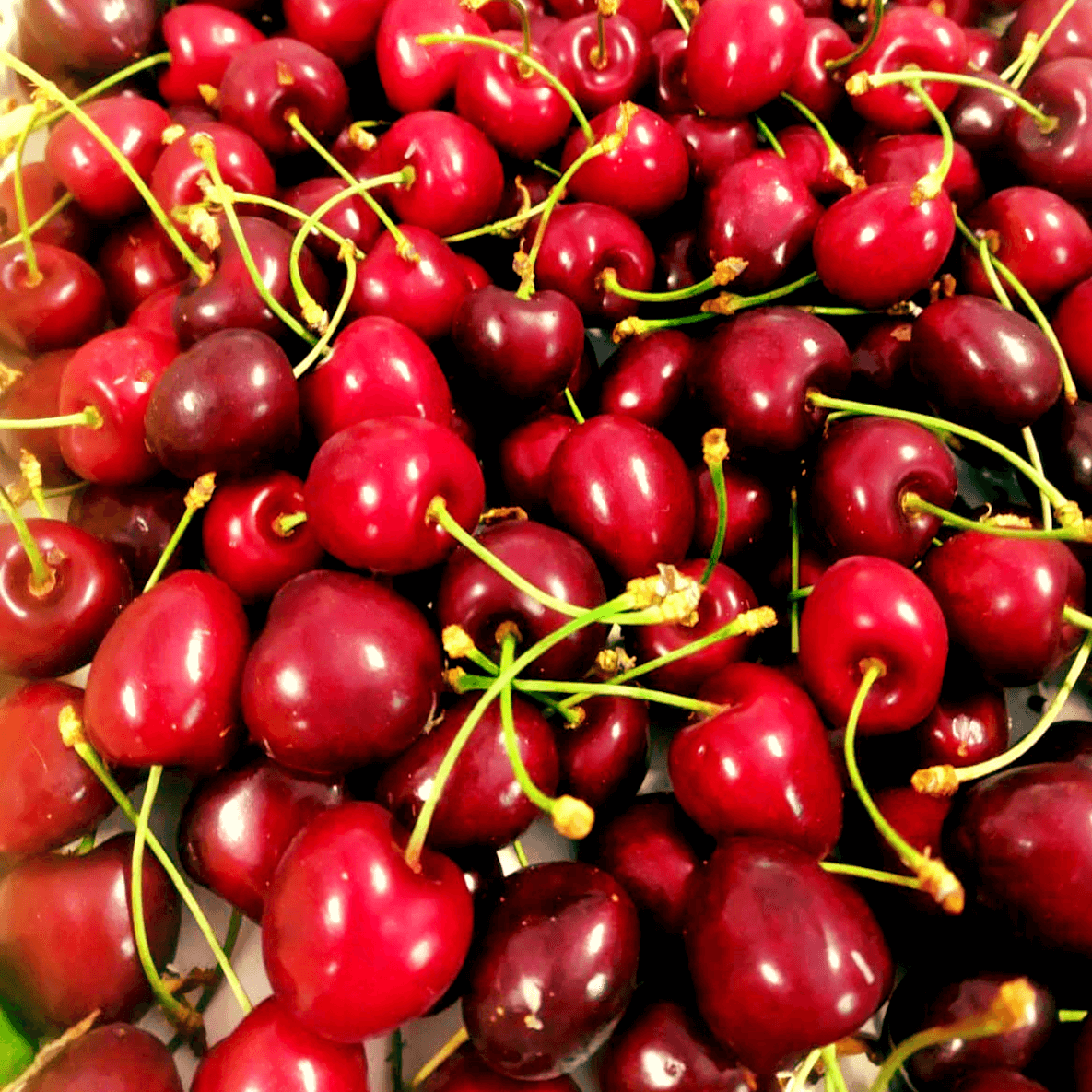 Cerises Costa dei Campi (1)