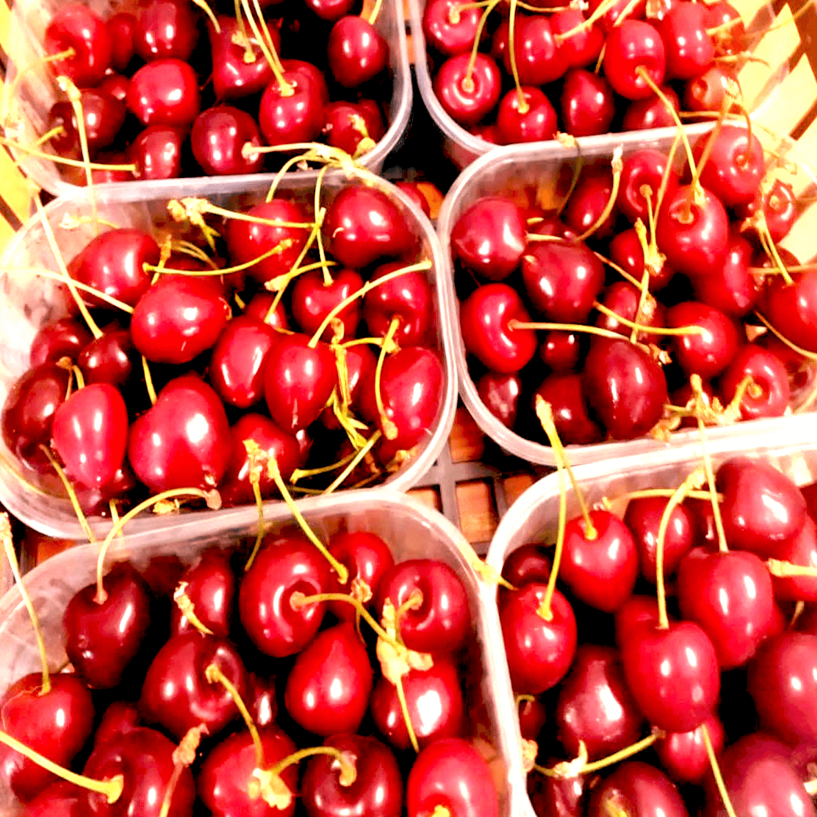 Cerises Costa dei Campi (2)