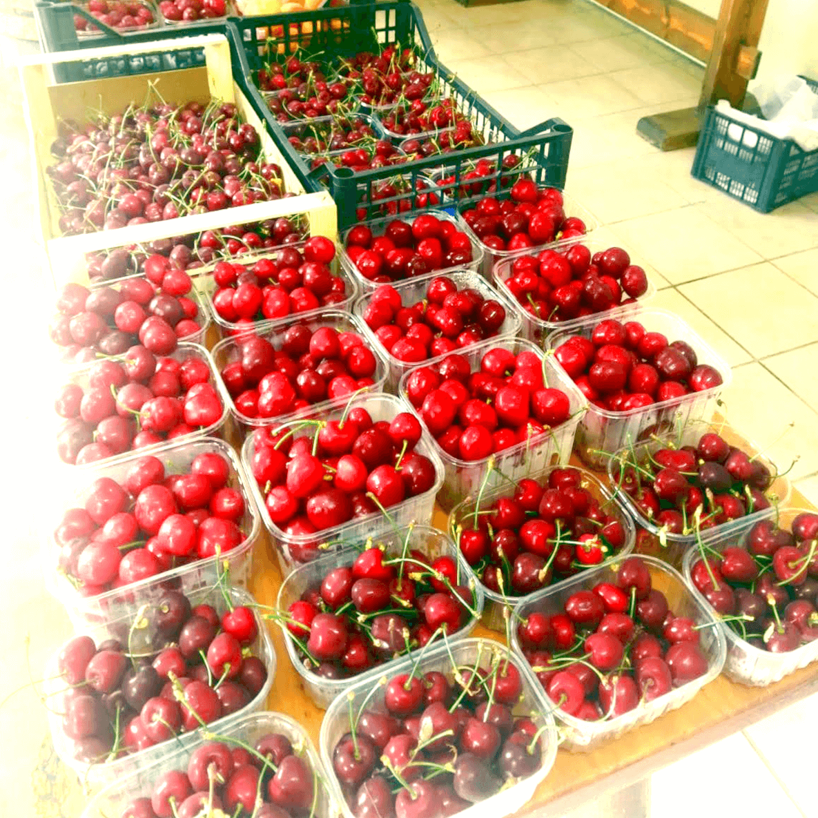 Costa dei Campi Cherries (3)