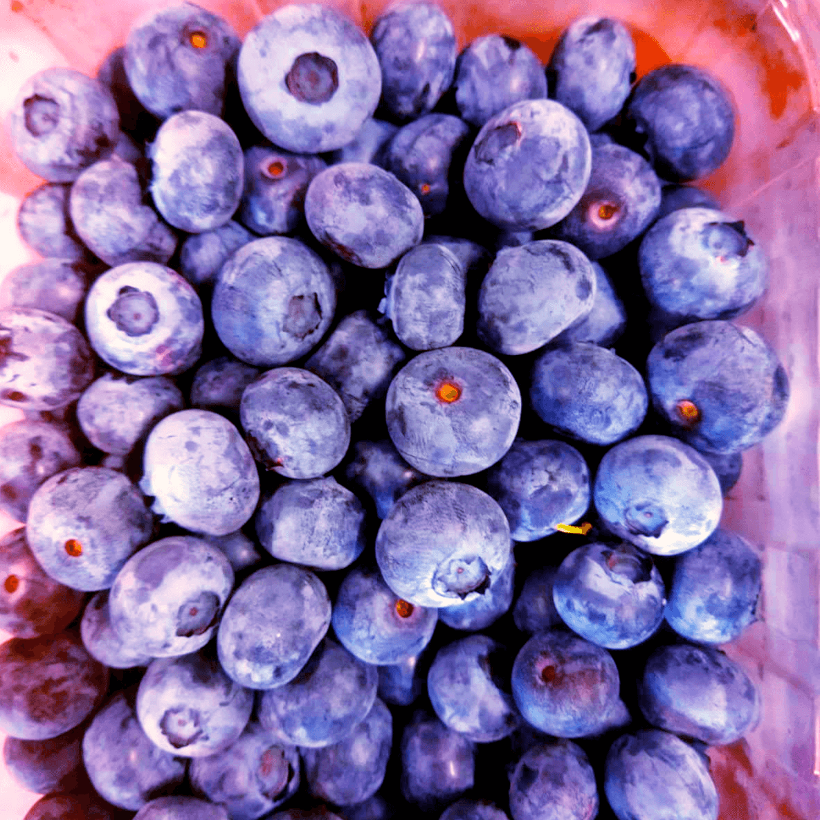 Costa dei Campi Blueberries (1)