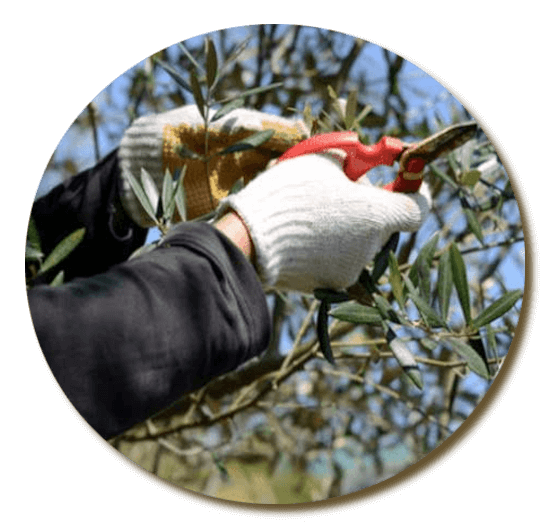 pruning of trees